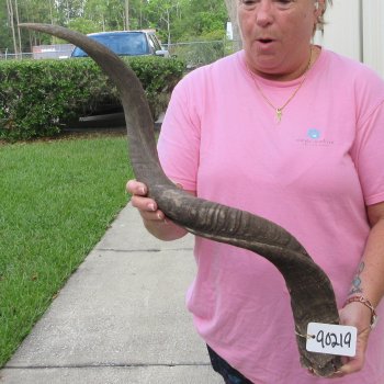 37" B-Grade Kudu Horn  (NO POST OFFICE (USPS) SHIPPING!!) 