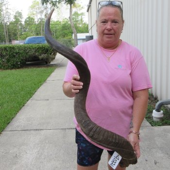 49" B-Grade Kudu Horn   (NO POST OFFICE (USPS) SHIPPING!!) 
