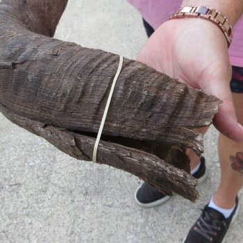 49" B-Grade Kudu Horn   (NO POST OFFICE (USPS) SHIPPING!!) 