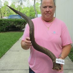 36" B-Grade Ku...