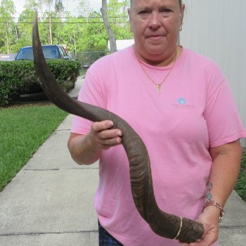 36" B-Grade Kudu Horn  (NO POST OFFICE (USPS) SHIPPING!!) 