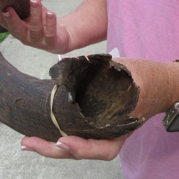 36" B-Grade Kudu Horn  (NO POST OFFICE (USPS) SHIPPING!!) 