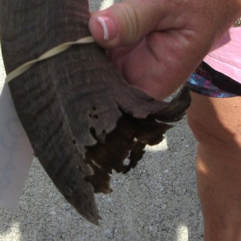 36" B-Grade Kudu Horn  (NO POST OFFICE (USPS) SHIPPING!!) 