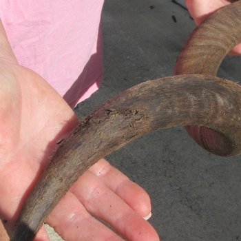 36" B-Grade Kudu Horn  (NO POST OFFICE (USPS) SHIPPING!!) 