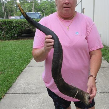 39" B-Grade Kudu Horn   (NO POST OFFICE (USPS) SHIPPING!!) 