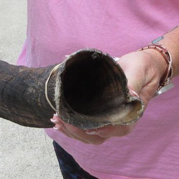 39" B-Grade Kudu Horn   (NO POST OFFICE (USPS) SHIPPING!!) 