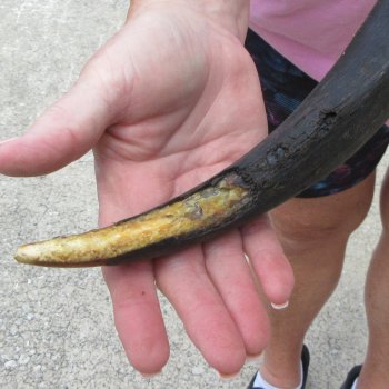 39" B-Grade Kudu Horn   (NO POST OFFICE (USPS) SHIPPING!!) 