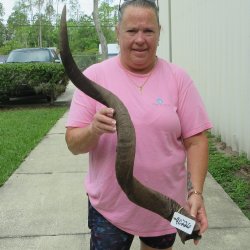 43" B-Grade Ku...