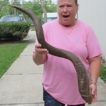 43" B-Grade Kudu Horn  (NO POST OFFICE (USPS) SHIPPING!!) 