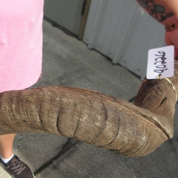 43" B-Grade Kudu Horn  (NO POST OFFICE (USPS) SHIPPING!!) 