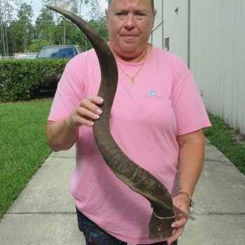 36" B-Grade Kudu Horn  (NO POST OFFICE (USPS) SHIPPING!!) 