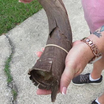 36" B-Grade Kudu Horn  (NO POST OFFICE (USPS) SHIPPING!!) 