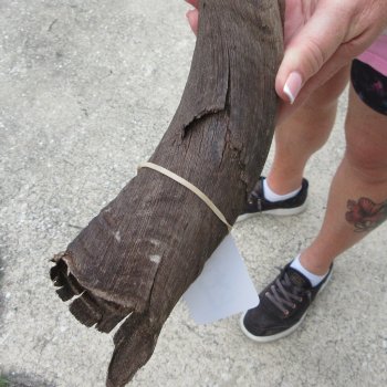 36" B-Grade Kudu Horn  (NO POST OFFICE (USPS) SHIPPING!!) 