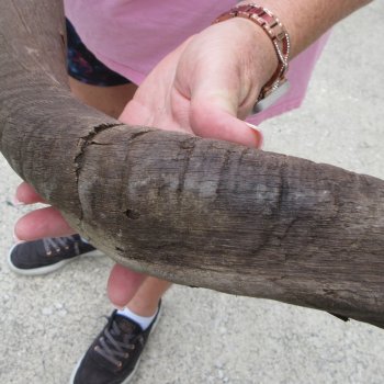 36" B-Grade Kudu Horn  (NO POST OFFICE (USPS) SHIPPING!!) 