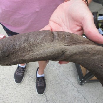 36" B-Grade Kudu Horn  (NO POST OFFICE (USPS) SHIPPING!!) 