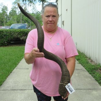 42" B-Grade Kudu Horn   (NO POST OFFICE (USPS) SHIPPING!!) 