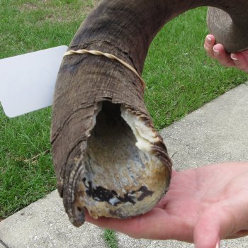 42" B-Grade Kudu Horn   (NO POST OFFICE (USPS) SHIPPING!!) 