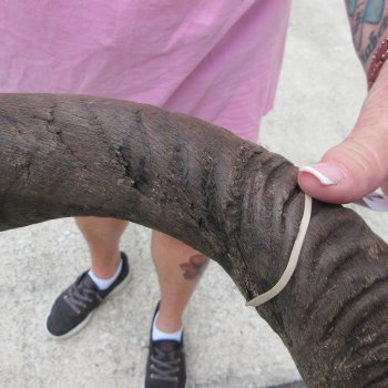 42" B-Grade Kudu Horn   (NO POST OFFICE (USPS) SHIPPING!!) 