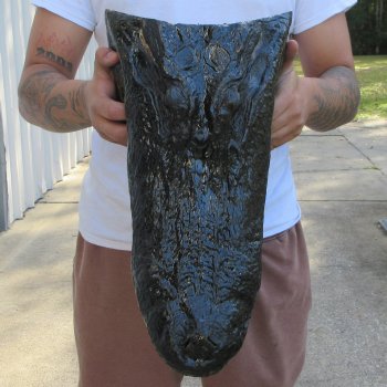 18 inch Alligator Head 