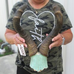 B-Grade 18" Horns on Female Red Hartebeest Skull Plate 