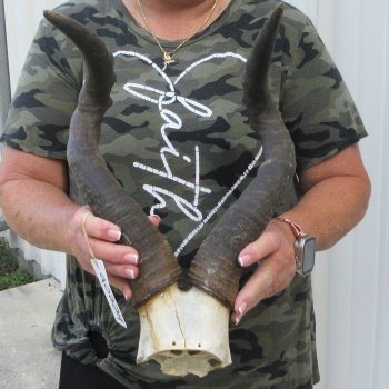 B-Grade 18" Horns on Female Red Hartebeest Skull Plate 