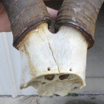 B-Grade 18" Horns on Female Red Hartebeest Skull Plate 