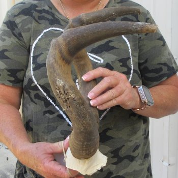 B-Grade 16" Horns on Female Red Hartebeest Skull Plate 