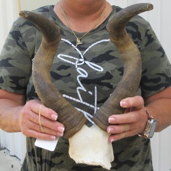 B-Grade 16" Horns on Female Red Hartebeest Skull Plate 