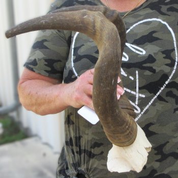 B-Grade 16" Horns on Female Red Hartebeest Skull Plate 