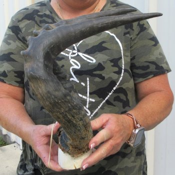 B-Grade 20" Horns on Male Red Hartebeest Skull Plate 