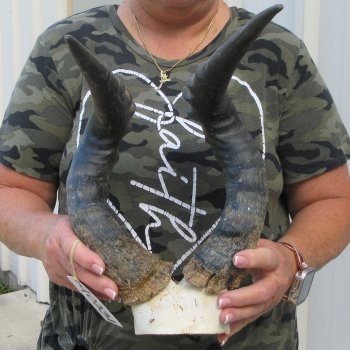 B-Grade 20" Horns on Male Red Hartebeest Skull Plate 