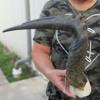B-Grade 20" Horns on Male Red Hartebeest Skull Plate 
