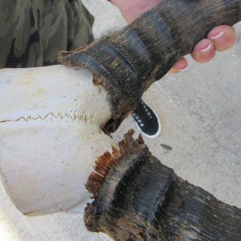 B-Grade 20" Horns on Male Red Hartebeest Skull Plate 