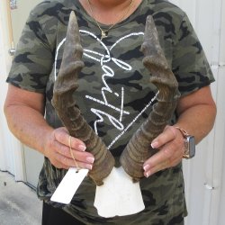 B-Grade 16" Horns on Female Red Hartebeest Skull Plate 