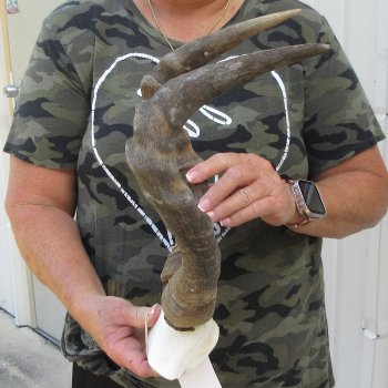 B-Grade 16" Horns on Female Red Hartebeest Skull Plate 