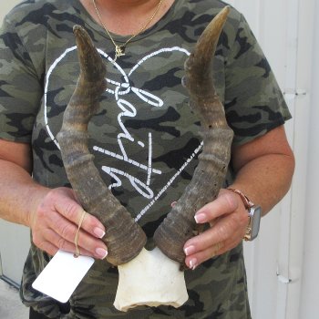 B-Grade 16" Horns on Female Red Hartebeest Skull Plate 