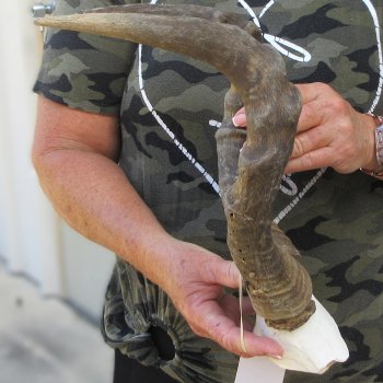 B-Grade 16" Horns on Female Red Hartebeest Skull Plate 