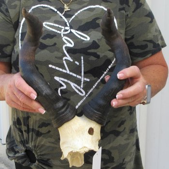 B-Grade 16" Horns on Female Red Hartebeest Skull Plate 
