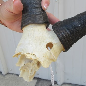 B-Grade 16" Horns on Female Red Hartebeest Skull Plate 