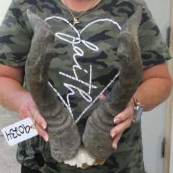 B-Grade 19" Horns on Male Red Hartebeest Skull Plate 