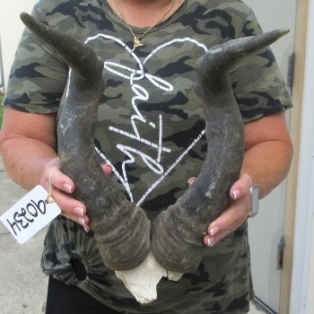 B-Grade 19" Horns on Male Red Hartebeest Skull Plate 