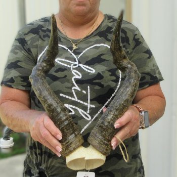 B-Grade 19" Horns on Female Red Hartebeest Skull Plate 
