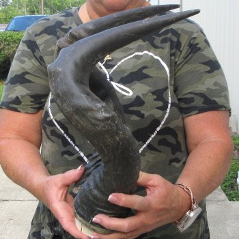 B-Grade 22" Horns on Male Red Hartebeest Skull Plate 