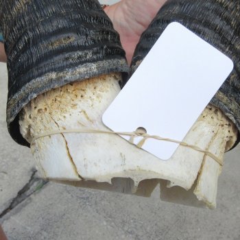 B-Grade 22" Horns on Male Red Hartebeest Skull Plate 