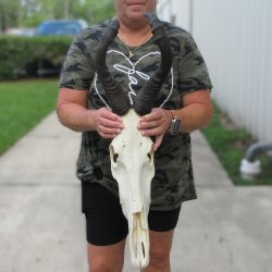 B-Grade 17" Horns on 16" Red Hartebeest Skull 