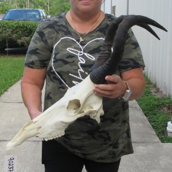 B-Grade 17" Horns on 16" Red Hartebeest Skull 
