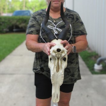 B-Grade 17" Horns on 16" Red Hartebeest Skull 