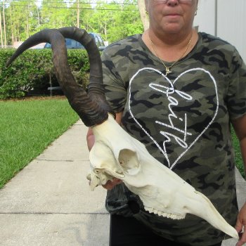 B-Grade 17" Horns on 16" Red Hartebeest Skull 