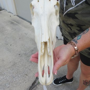 B-Grade 17" Horns on 16" Red Hartebeest Skull 