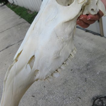 B-Grade 17" Horns on 16" Red Hartebeest Skull 
